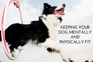 Keeping Your Dog Mentally and Physically Fit